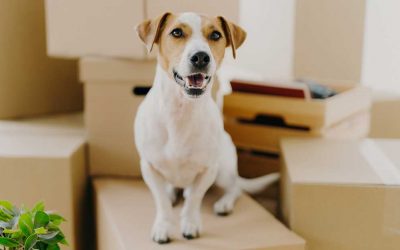 dog standing on moving boxes
