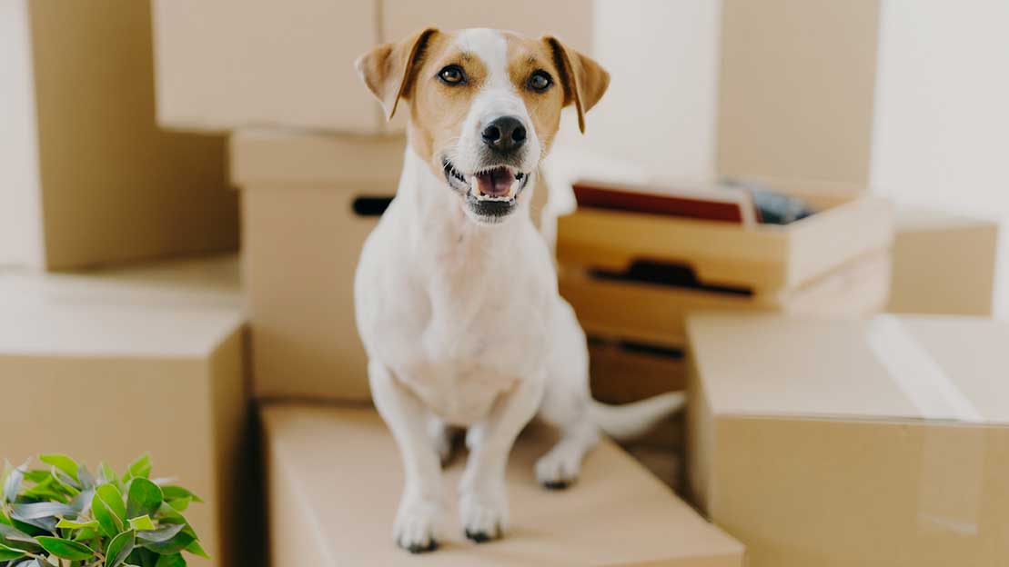 dog standing on moving boxes